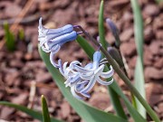 Hyacinthus chionophilus 20160317 0002