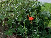 Lilium concolorum 0005