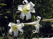 Lilium formosanum var. pricei 0012