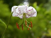 Lilium sp. 0008