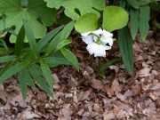 Lilium sp. 0010