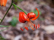 Lilium sp. 0031