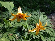 Lilium canadense 0001