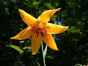 Lilium canadense 0002