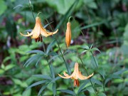 Lilium canadense 0004