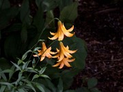Lilium canadense 0015