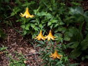 Lilium canadense 0017