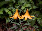 Lilium canadense 0018