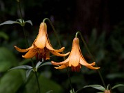 Lilium canadense 0021