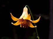 Lilium canadense 0025