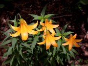 Lilium canadense 0027