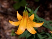 Lilium canadense 0032