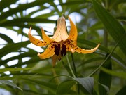 Lilium canadense 0037
