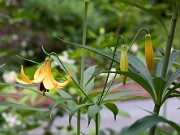 Lilium canadense 0041