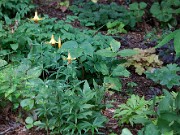 Lilium canadense 0044