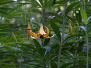 Lilium canadense 0052
