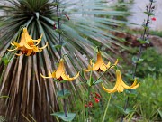 Lilium canadense 20220617 0001