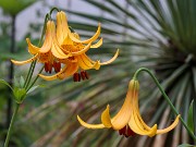 Lilium canadense 20220617 0002