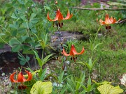 Lilium canadense 20220617 0003