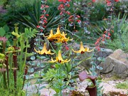 Lilium canadense 20220617 0004