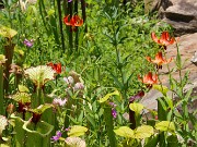 Lilium canadense 20220617 0005