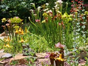 Lilium canadense 20220617 0006
