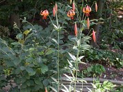 Lilium michiganense 0004