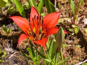 Lilium philadelphicum x catesbaei 201805120002