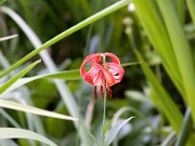 Lilium sp. 0000