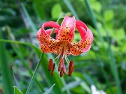 Lilium sp. 0023