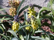 Muscari macrocarpum 20110002