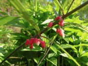 Polygonatum kingianum 0006