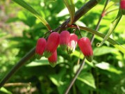 Polygonatum kingianum 0008