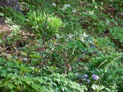 Polygonatum kingianum 20100008