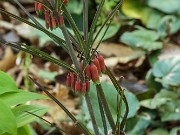 Polygonatum kingianum 20240430 0002