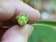 Polygonatum sp. 20210526 0001