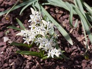 Scilla bifolia alba 20110003