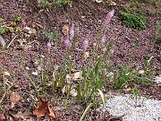 Scilla chinensis 0001