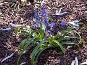 Scilla cilicica 0002