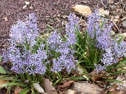 Scilla greilhuberi 0011