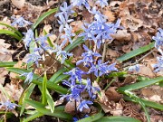 Scilla ingridae ssp. taurica 20150403 0003