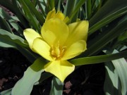 Tulipa batalinii 0005