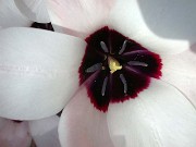 Tulipa clusiana ssp. aitchisonii 0004