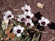 Tulipa clusii ssp. aitchinsonii 0001