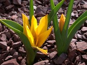 Tulipa hissarica 0002