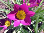 Tulipa humilis 0001