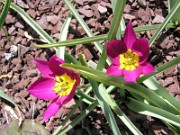 Tulipa humilis 0002