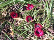 Tulipa humilis 0003