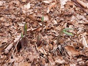 Uvularia grandiflora 0001