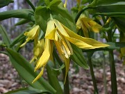 Uvularia grandiflora 0002